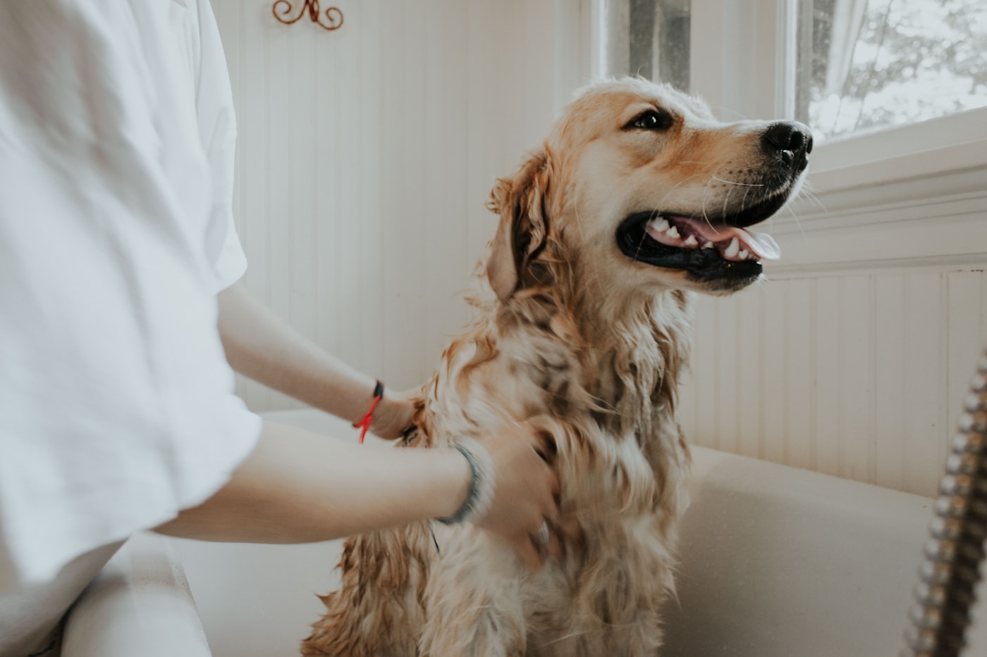 Hand removing dog hair from a sofa with a lint roller and rubber glove