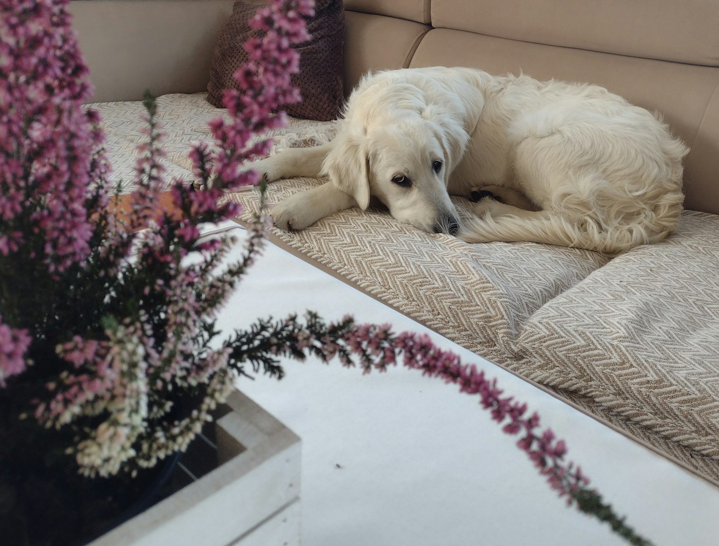Dog resting on a sofa in a cozy and tidy living room