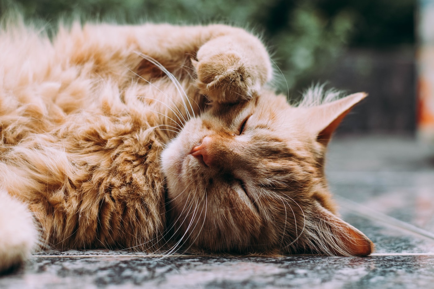 Cat resting on a soft blanket in a clean and cozy home