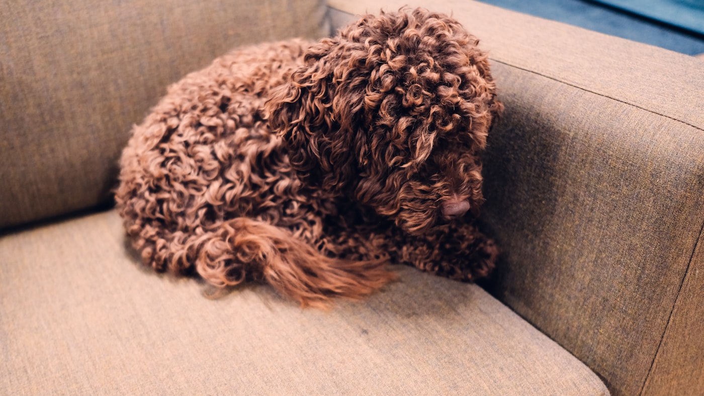 Dog lying on a light sofa with a blanket in a peaceful home interior