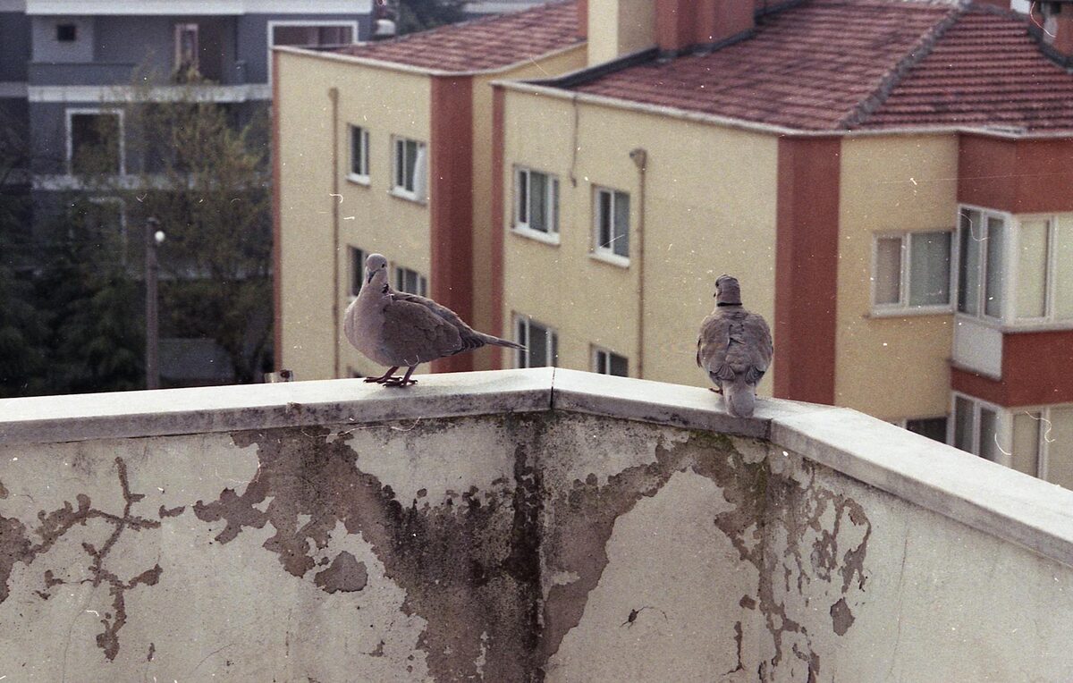 Holubi sedí na betonovém balkonovém parapetu v městském prostředí.