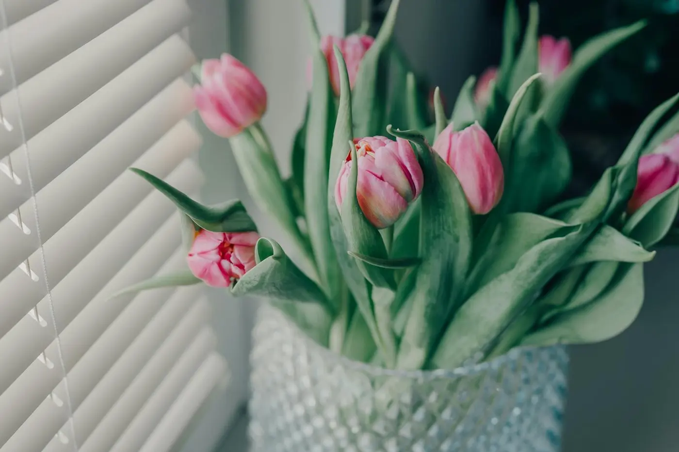 Jak vyčistit žaluzie bez pylu a prachu Jarní tulipány ve váze u světlých žaluzií v domácím interiéru.